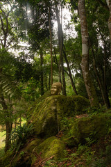 Head of a golden Buddha in the middle of the woods