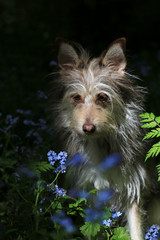 Portrait of a cute fluffy dog in the forest among blue flowers and fern