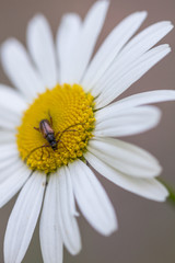 Obraz premium Brown beetle on white daisy