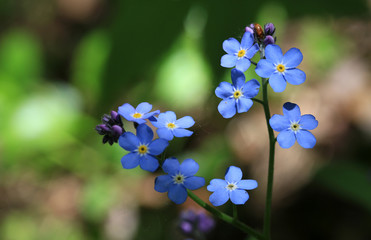 Close-up of blue forget-me-not flowers in the forest