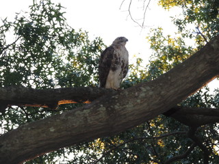 Eagle Vision