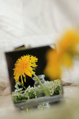 Reflection of a dandelion in a small mirror