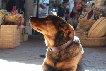 Sitted dog looking up at the market 