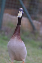 portrait of a duck