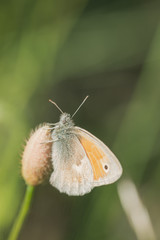 Brown butterfly on green background