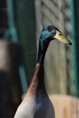 close up of a duck