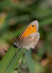 Orange brown butterfly macro