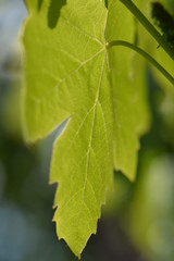 close up of green leaf
