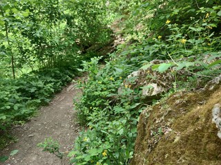 The road in the forest. Big gray stone. There is green moss on it. Green plants and trees