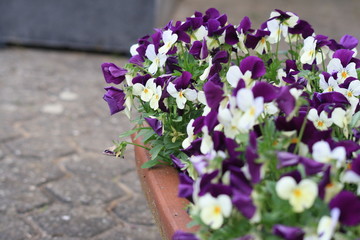 Schömer Blumenkübel mit lila und weißen Blumen 