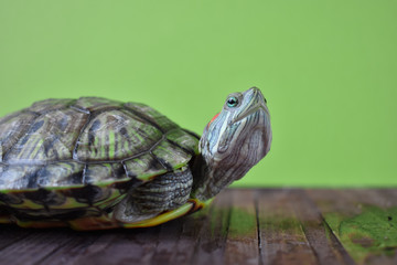 One red-eared turtle looks in a frame on a green background. World Turtle Day. May, 23rd