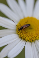 Brown black bettle on white daisy macro closeup