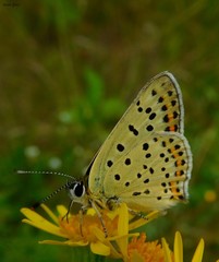 Żółty motyl modraszek