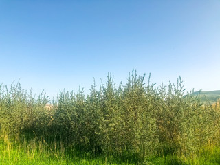 green grass and blue sky, grass and sky