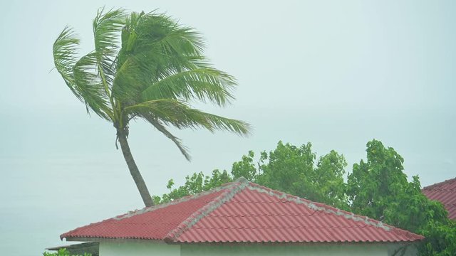 Palm tree and a roof top of a house exposed to the high winds of a tropical super cyclone thunderstorm. Hurricane tornado strong wind is shaking palm trees on the coast
