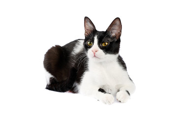 Adorable, 10 month old, black and white cat with beautiful, multicolored eyes, lying, isolated on white background