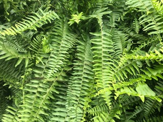 green fern leaves