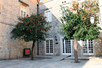 Fototapeta na wymiar Tangerine tree in old part of Dubrovnik , Croatia