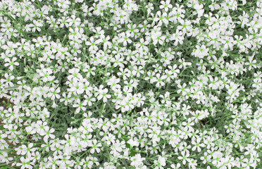 White floral background of many small flowers. White plants texture. Empty space. Top view. Picture for blog