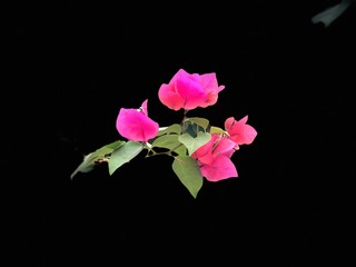 Fototapeta premium pink rose isolated on black