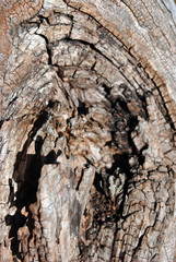 Tree cracked old brown-red trunk, background texture close up detail