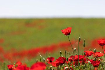 Blooming poppy fields in the spring in the mountains