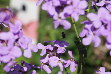 Bl&uuml;ten und Bes&auml;uber