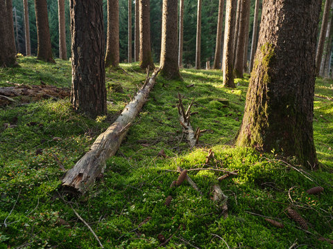 Austria, Tyrol, Lans, Fallen tree lying on mossy forest floor