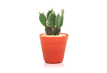 Opuntia cactus in pot isolated on a white color background.