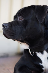 Beautiful staffordshire bull terrier dog resting on the porch of the house