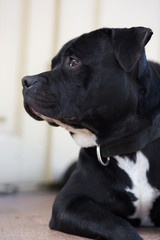 Beautiful staffordshire bull terrier dog resting on the porch of the house