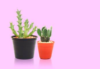 Opuntia cactus and succulent plant in a pot on a pink color background with copy space on the right side of the picture.