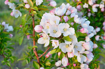 Delicate white and pink flowers on a tree branch.
