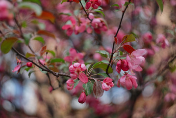 pink blossoms