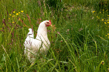 Haushuhn in artgerechter Haltung