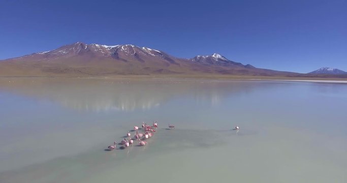 Young and Adults James Flamingos (Phoenicoparrus jamesi) Feeding in Laguna Hedionda (Stinking Lagoon) in Uyuni Desert