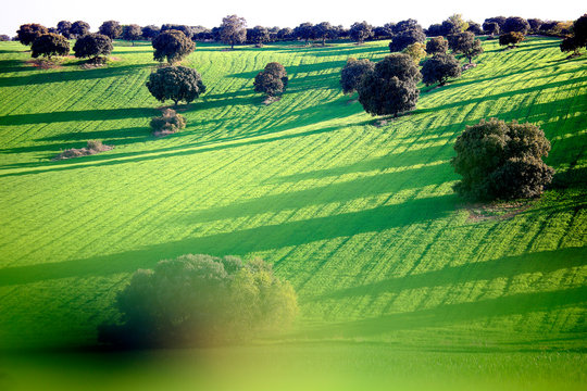 Spain, Province of Guadalajara, Yunquera de Henares, Green hillside field in spring