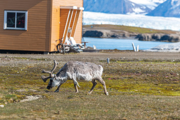 Wild reindeer in Ny-Alesund town at summer time
