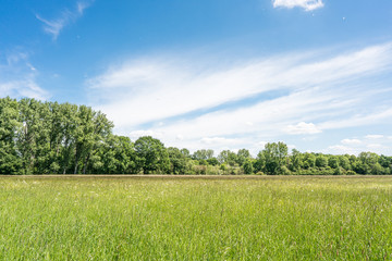View over the meadows near Bonn with flying pollen.