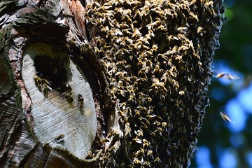 Swarm of wild bees creating a beehive in old broadleaf tree trunk, covering whole part of tree. Spring daylight sunshine. 