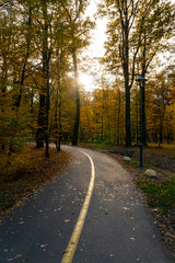 The road with a separate lane disappears among the trees in the beautiful autumn park. Many yellow-golden leaves have fallen and lie on the ground.