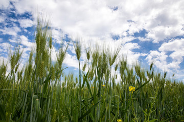 wheat field during the spring season