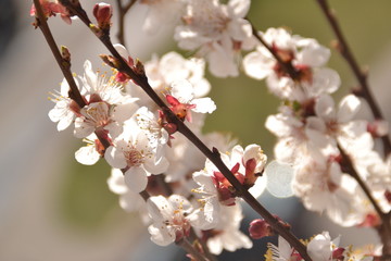 pink cherry blossom