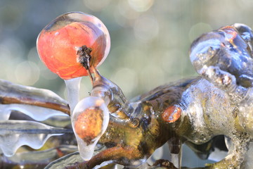 With an ice layer to prevent the fruit blossom from freezing. With an not fully grown fruit from...