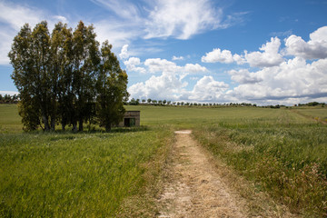 Fototapeta na wymiar Wheat field in the Apulian countryside