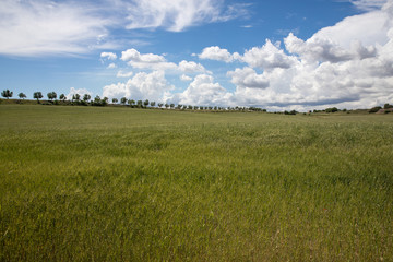 Wheat field in the Apulian countryside
