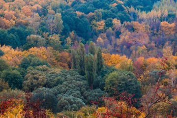 magnificent mountain forest with green, yellow and orange autumn leaves, nature masterpiece on cloudy and misty October morning, ecotourism active rest concept