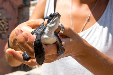 baby turtles