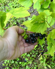 Harvest blackcurrant. Hand picks berries of black currant. Healthy eating concept.