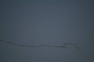 Flock of geese flying in sky